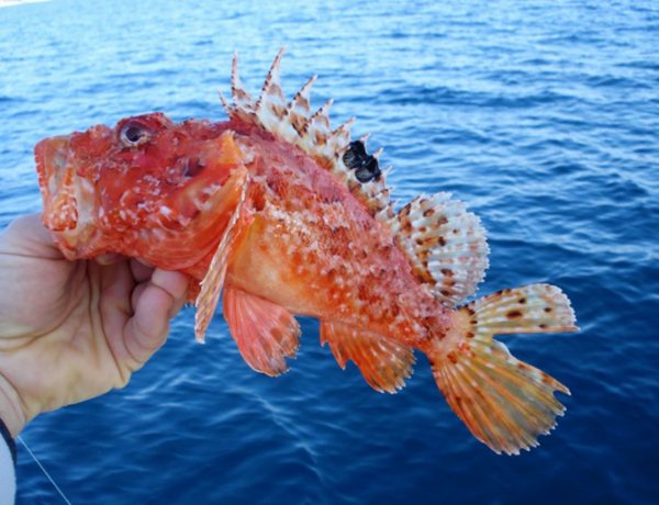 Sortie pêche au large et grands fonds